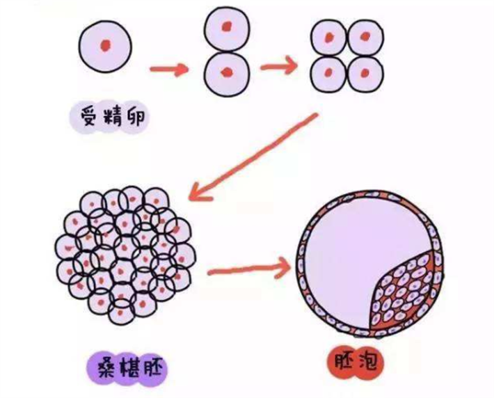 囊胚培育