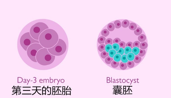 囊胚培养.jpg