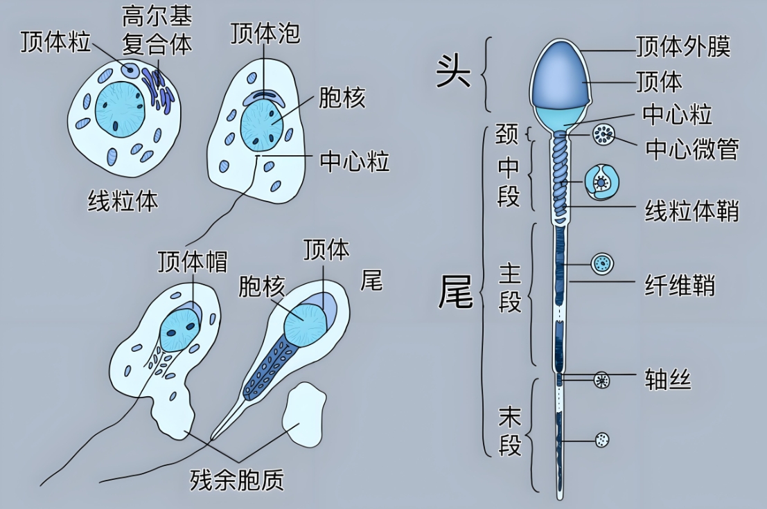 精子结构.png