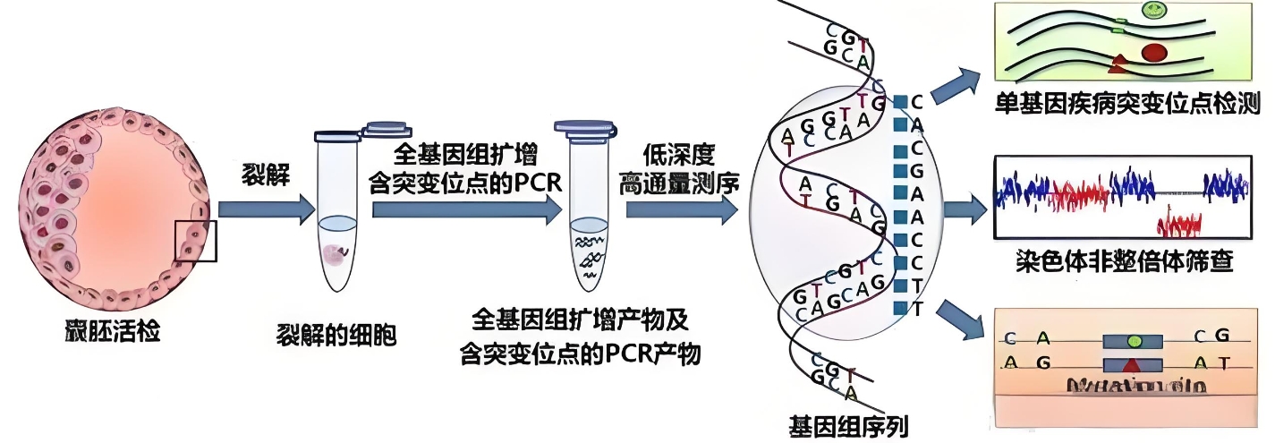 囊胚基因筛查 pgt-a.png