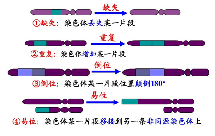 染色体缺失、易位、倒置和重复