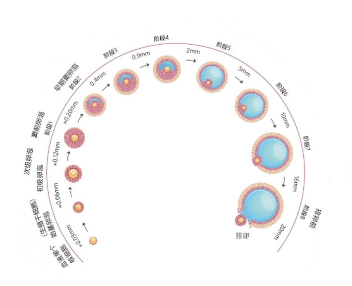 卵泡发育过程