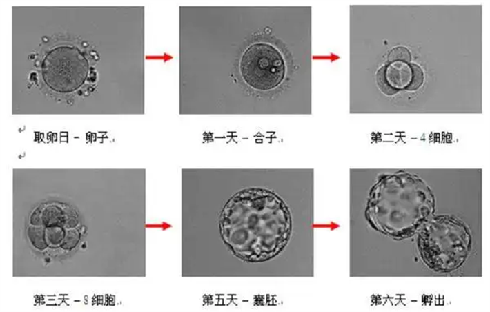 囊胚培育
