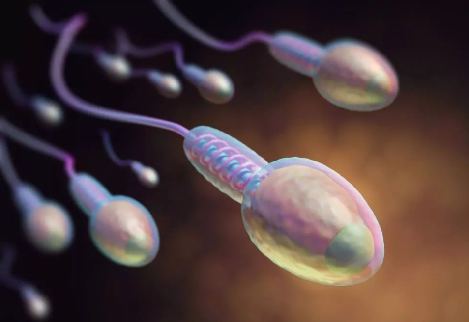 男性精子质量.png