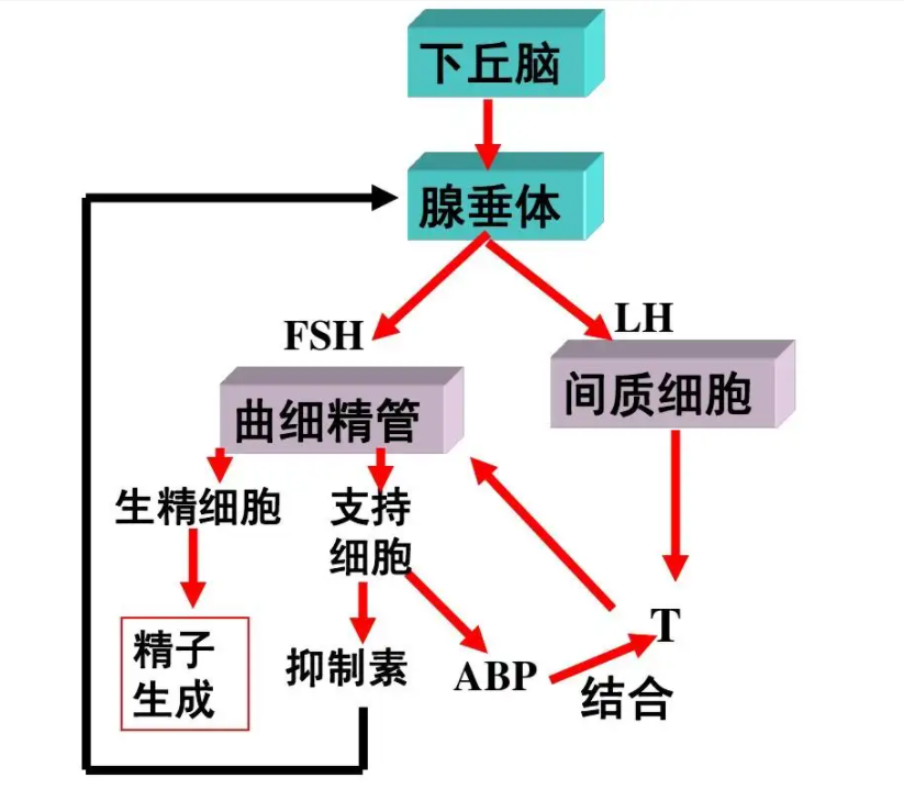 下丘脑控制生精子.png