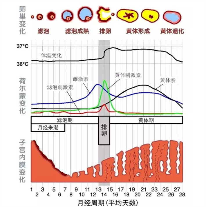 激素水平异常
