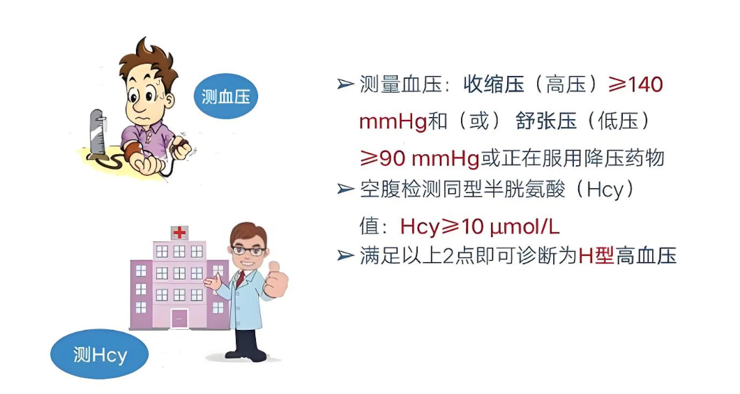H型高血压