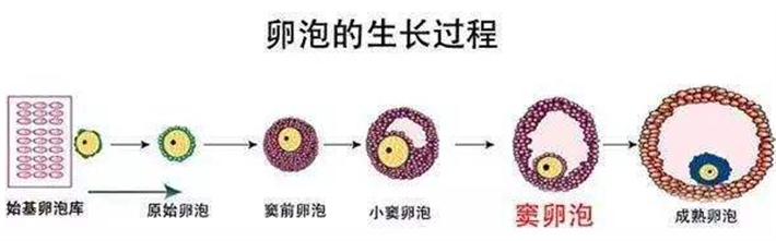 卵泡生长过程