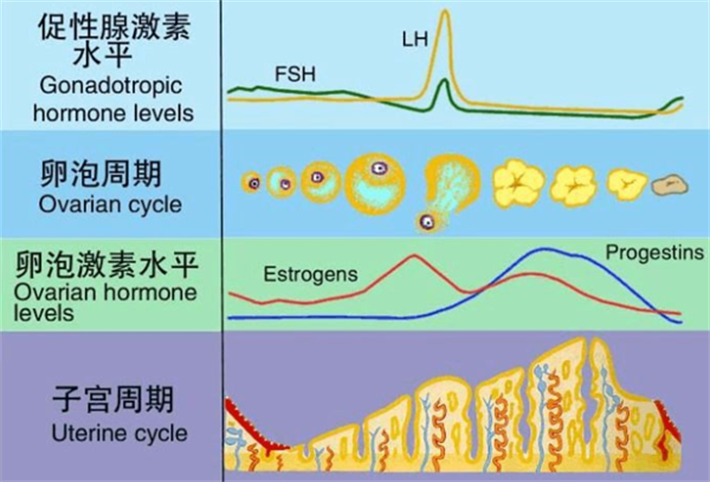 雌激素水平变化