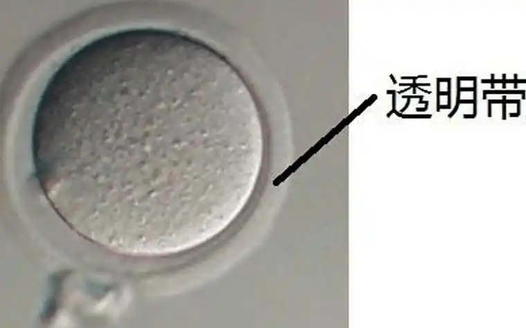 卵子透明带