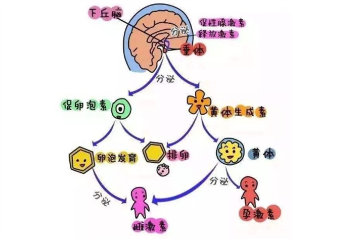 促黄体生成素监测