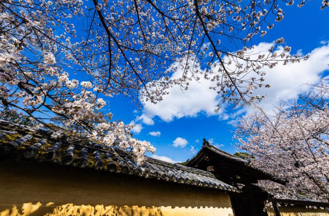 醍醐寺樱花