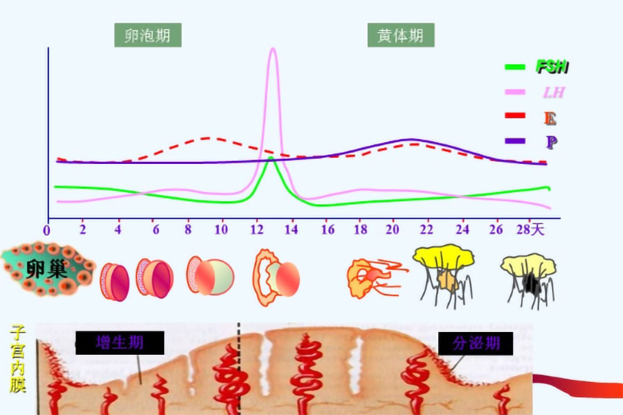女性激素六项检查