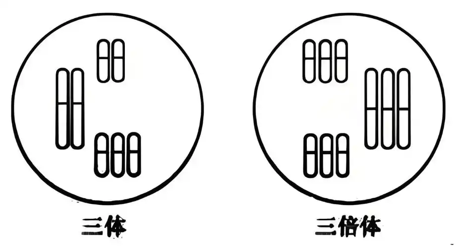 三倍体