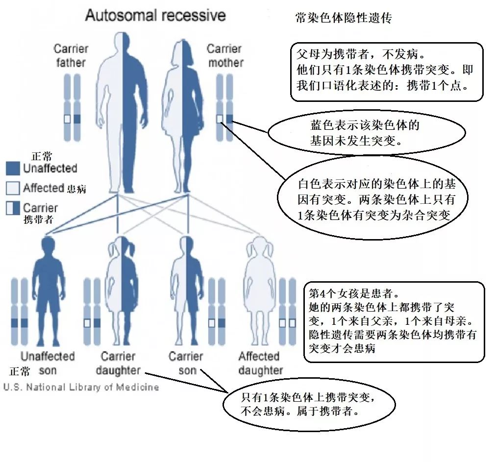 隐形遗传图谱