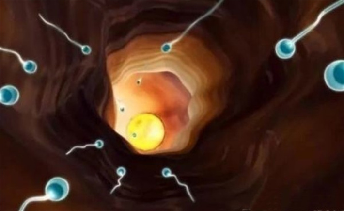 阻止精子穿过宫颈