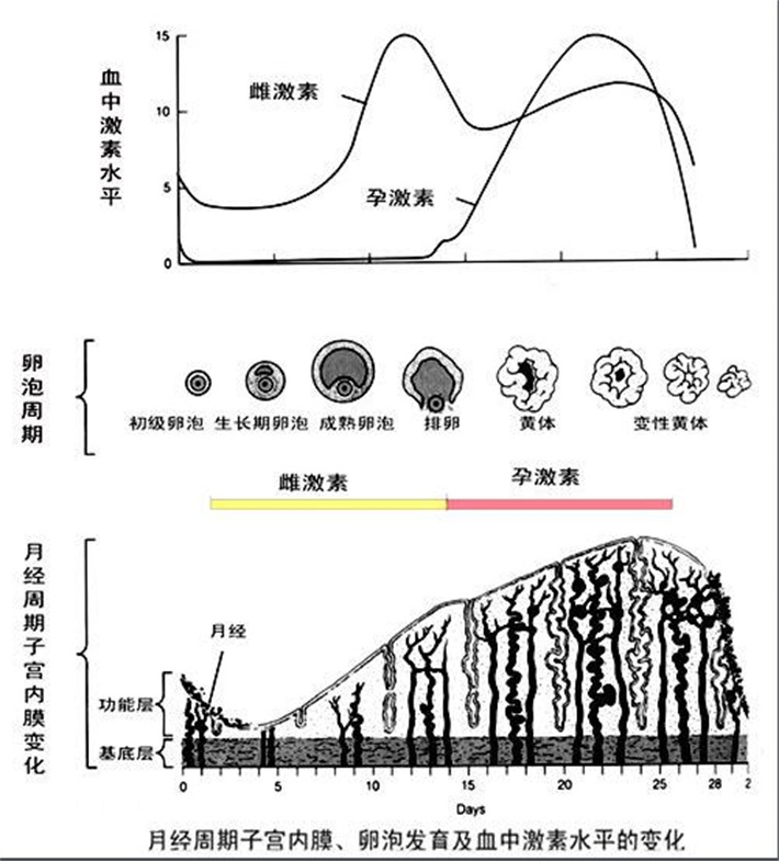 fsh变化