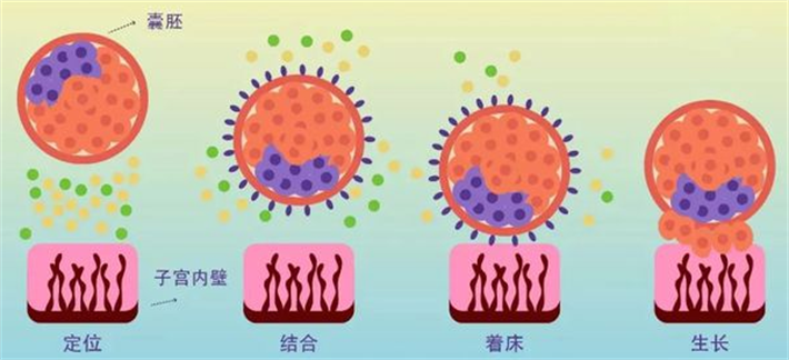 囊胚移植着床过程