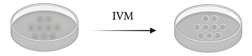 IVM技术