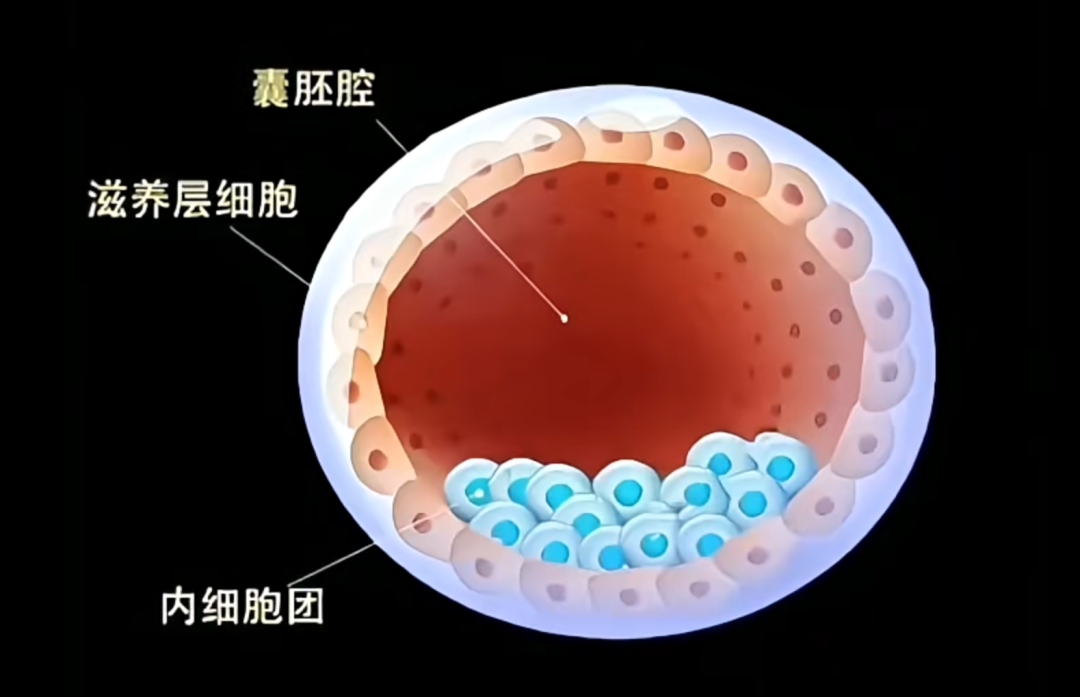 胚胎囊胚