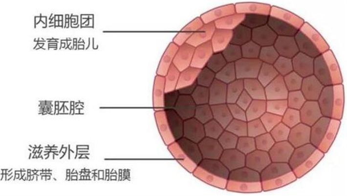 囊胚
