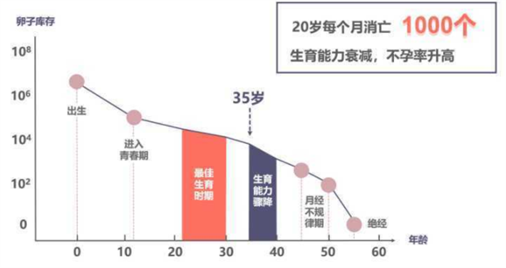 生育年龄