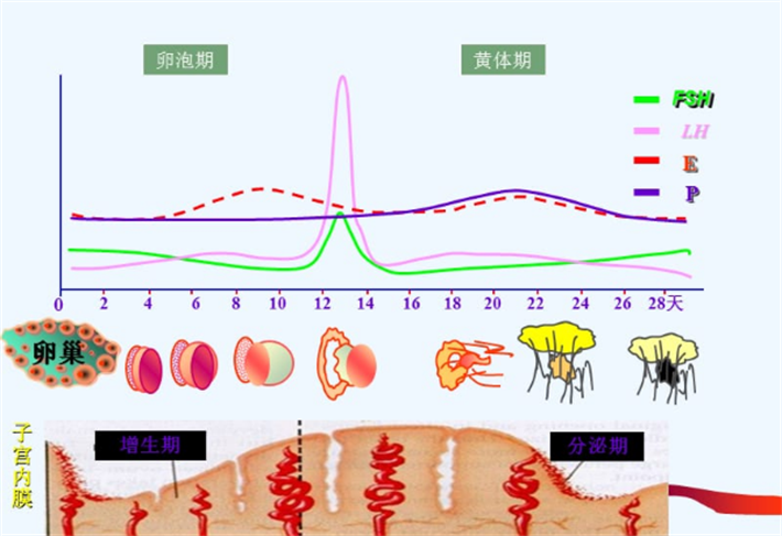 激素水平变化