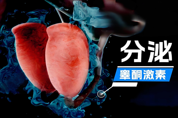 睾酮激素分泌.png