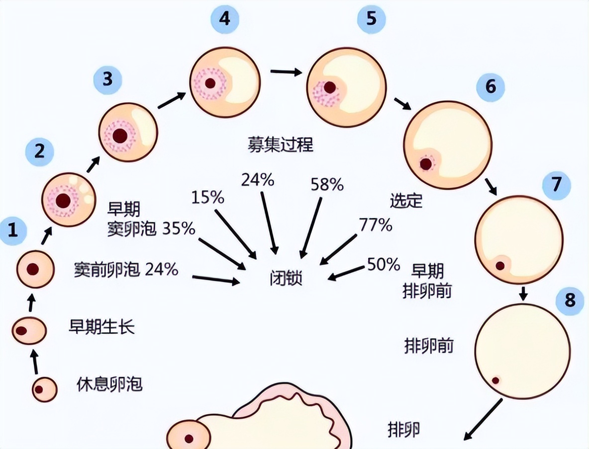 卵子发育周期