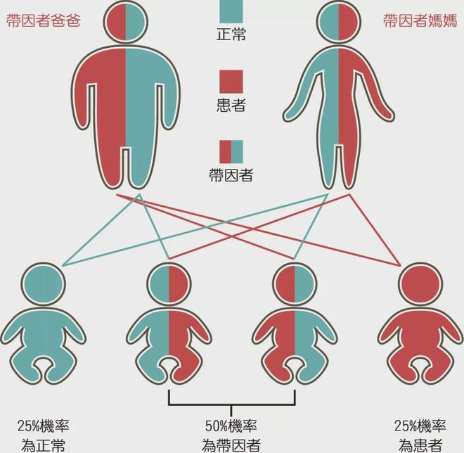 遗传图谱