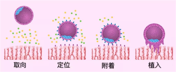 囊胚着床