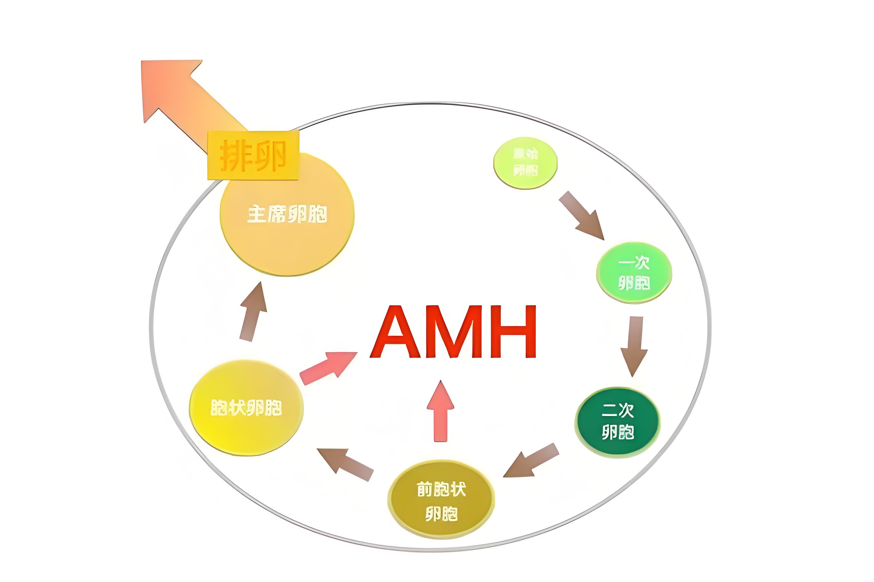 amh检查