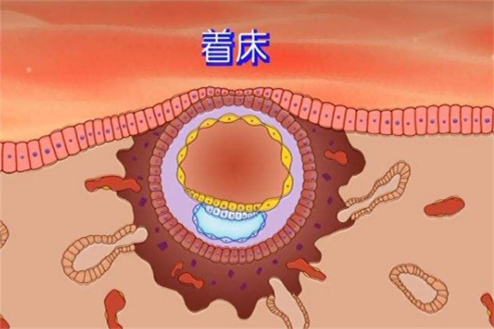 着床成功