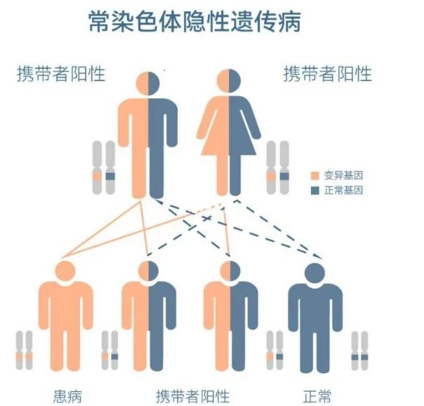 常染色体隐性遗传图谱